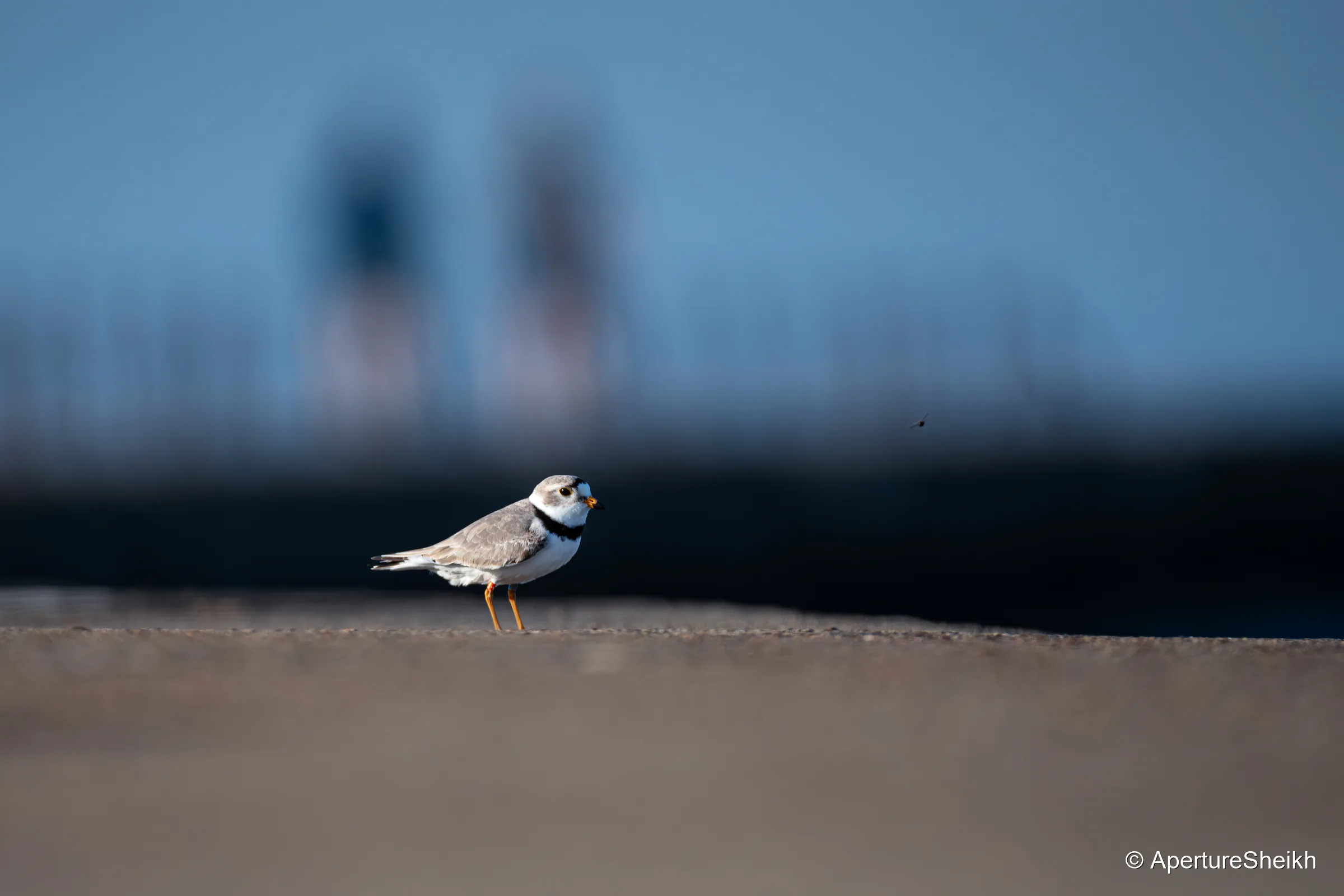 Imani - The City Bird